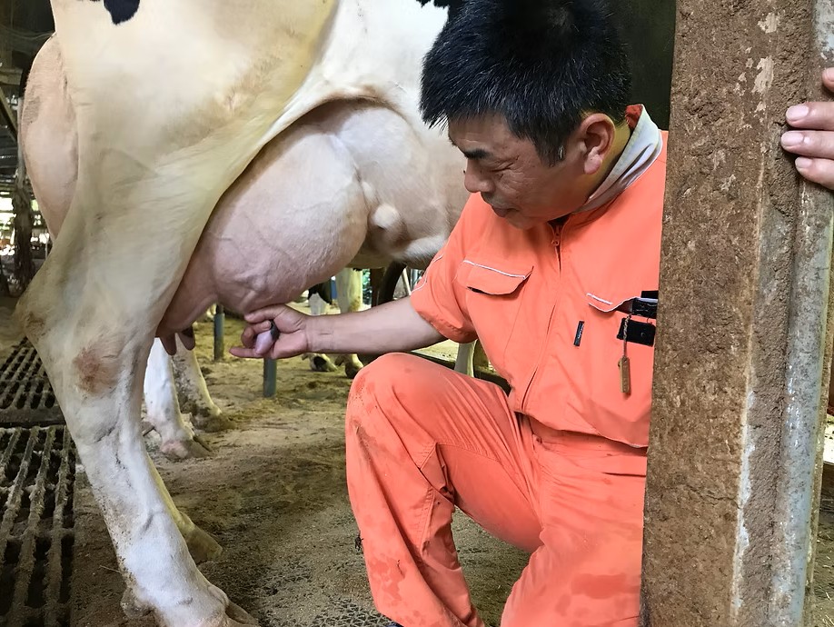 牛の乳しぼりの様子