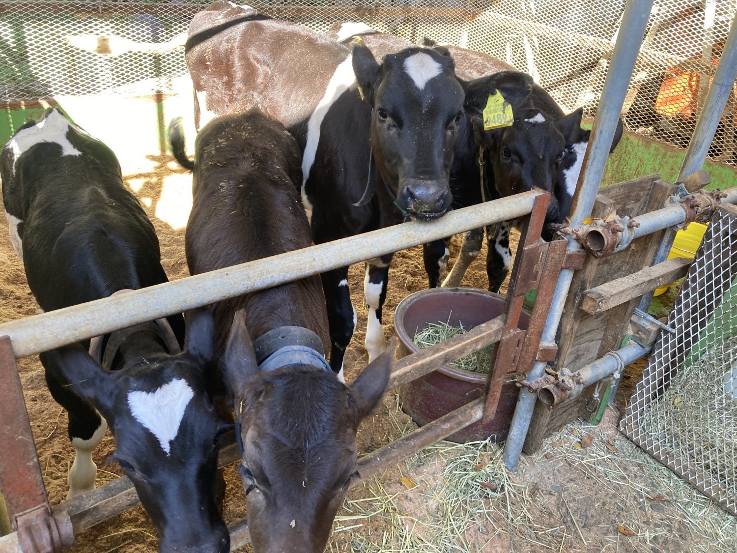 牛舎に仔牛が4頭並んでいる