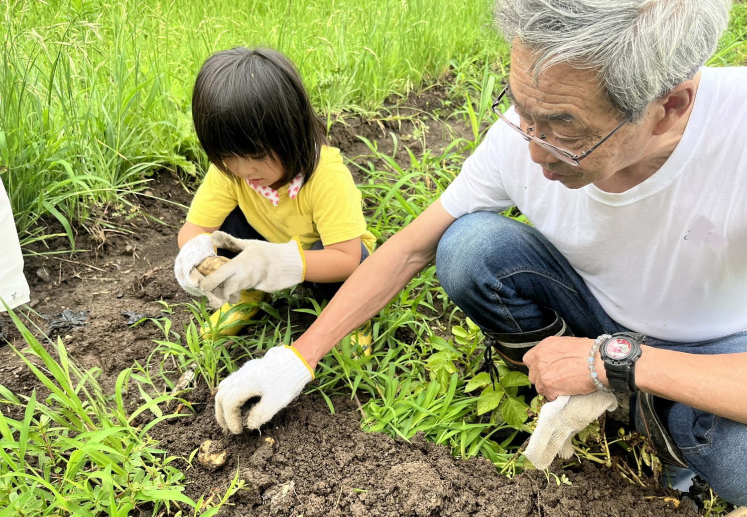 畑で野菜を収穫する子どもと大人
