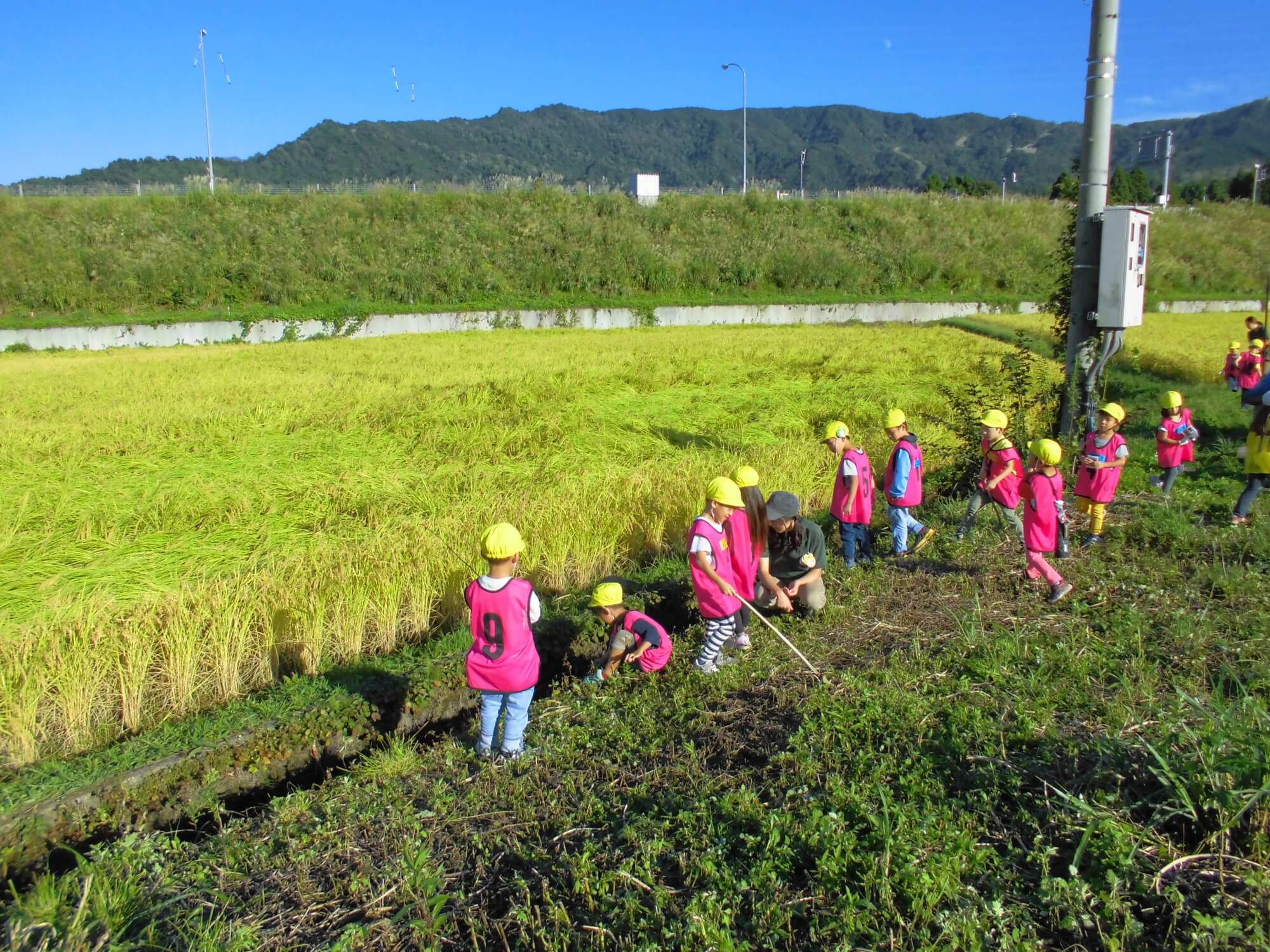 広大な田んぼを見る子供たち