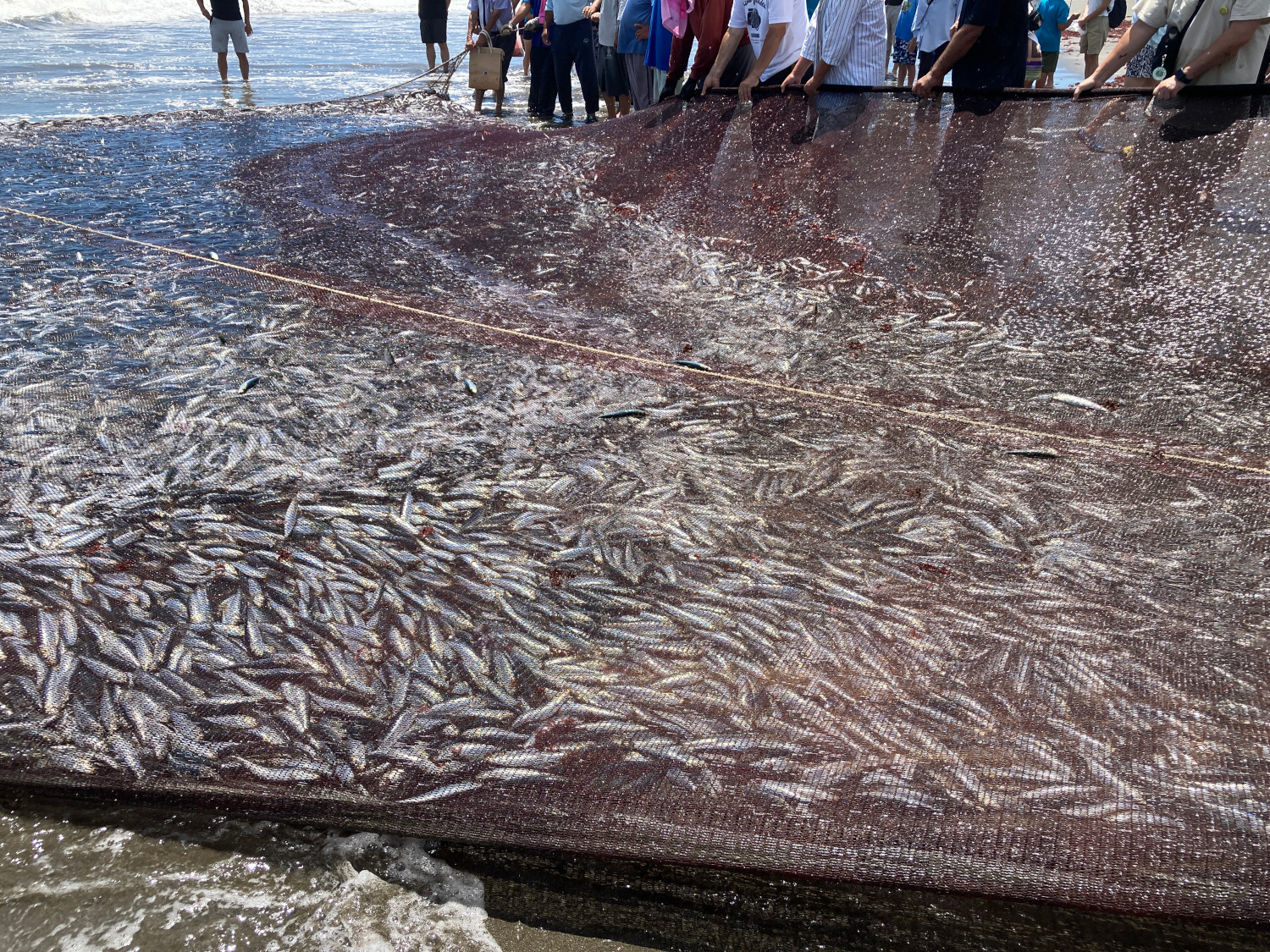 地曳網で大量に獲れた魚