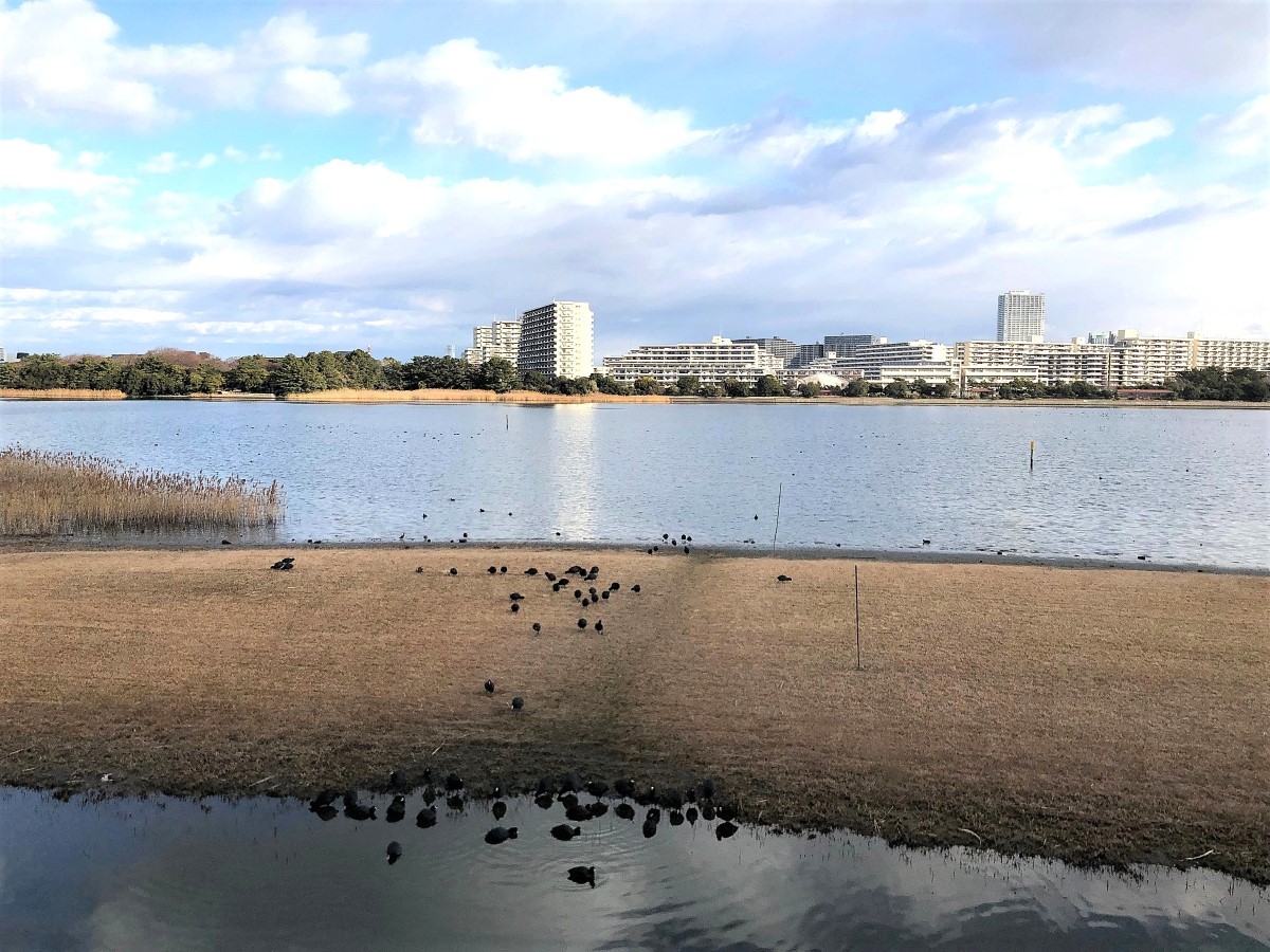 谷津干潟の前浜に集まる水鳥と、対岸に見える街並み