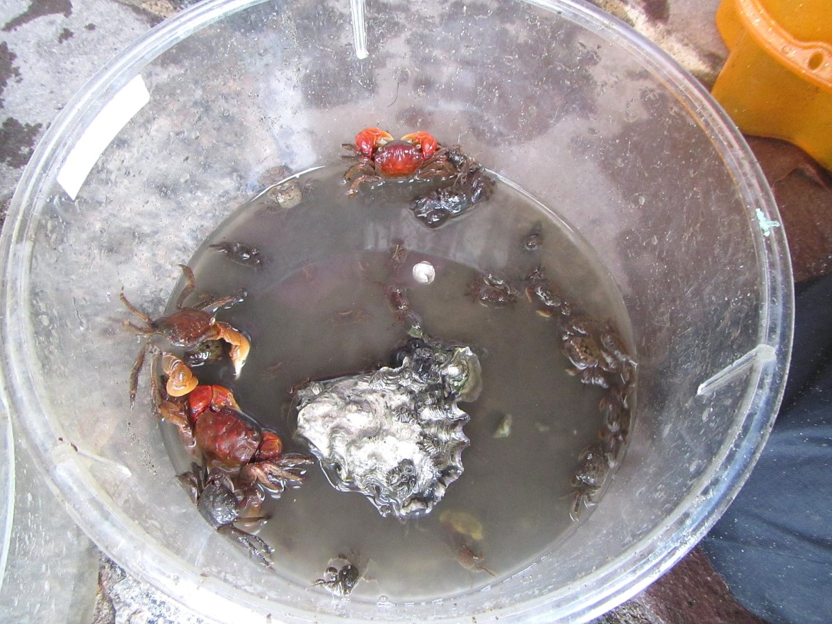 観察用の容器の中にいる干潟のカニや貝