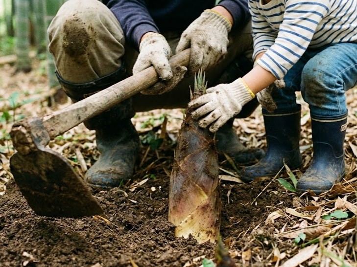 掘り起こした大きなたけのこ