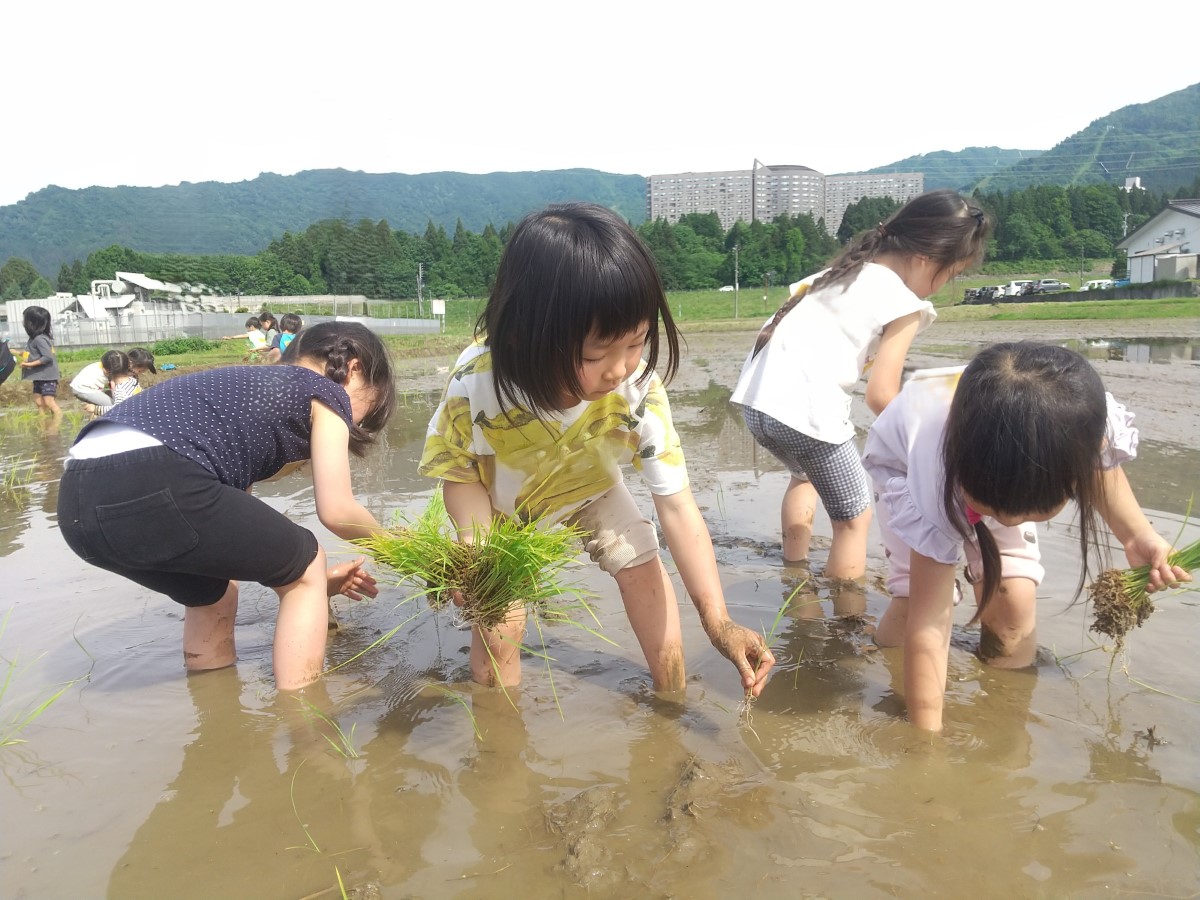 裸足で田んぼに入り、田植えを行う子どもたち