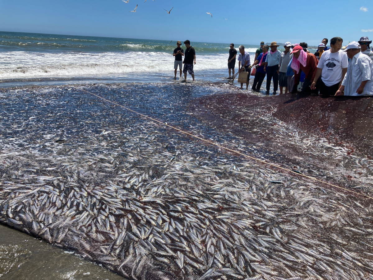 魚が大量にかかった網が、砂浜にあがっている