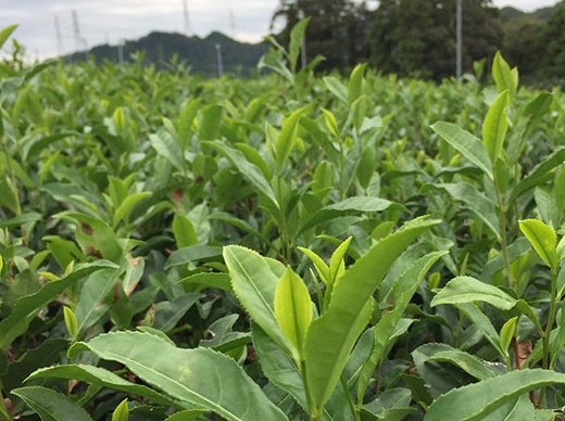 茶畑の様子